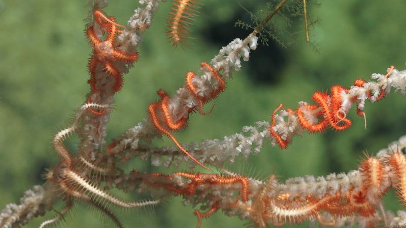 Illustration for article titled Spooky New Photos Show the Alien Creatures of the Deep Ocean